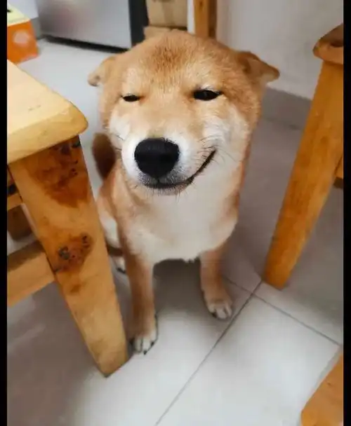 主人教育犯错的柴犬,但看到它的表情,好想打它呢

