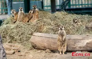 meerkatsenjoysunshinezhengzhou
