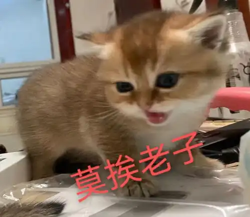 分享一波图片吧,自己家小宝贝的表情包
