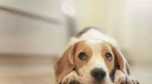 表面温驯的空中飞狗比格犬,关于破坏王的7条忠告
