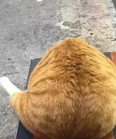男子嫌橘猫太大只,刮完毛后笑傻了,网友你养的是只猪吧
