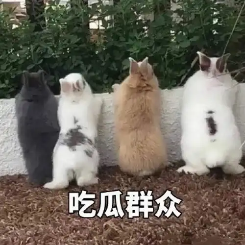 如果院桃有plus版
