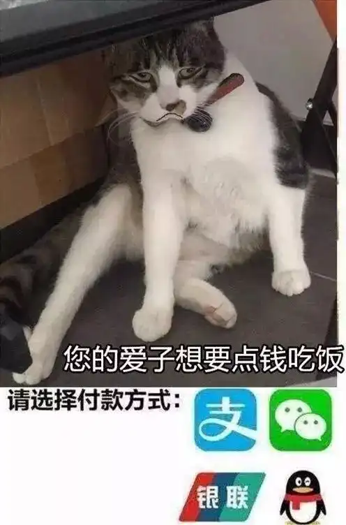 问妈妈要零花钱系列猫咪表情包
