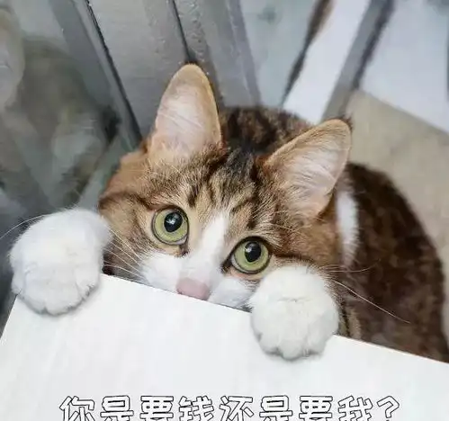 猫咪该如何托运

