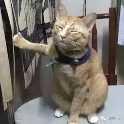 橘猫大战窗帘,一个不小心,爪爪卡在纱窗上动不了了
