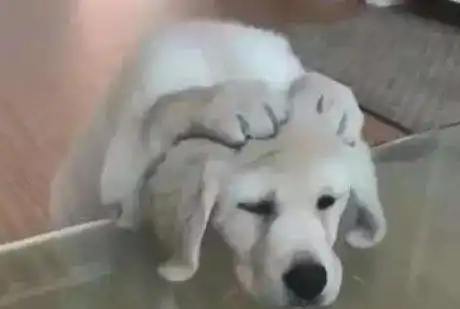 主人动手打狗,狗为何从不反抗兽医直言在狗眼中你是这样的
