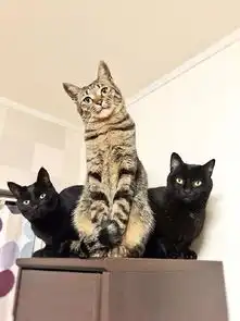 一只戏精的猫咪,各种抢镜
