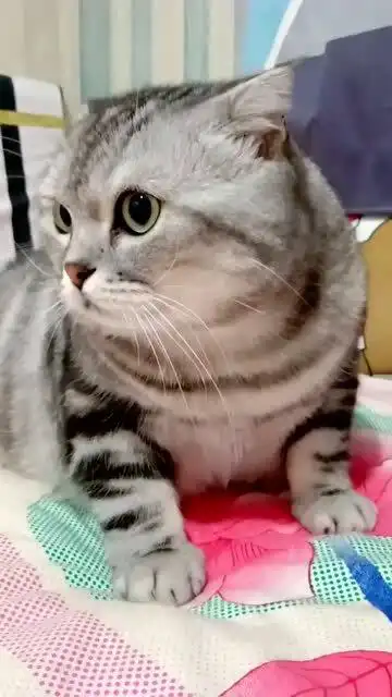 我家的猫咪不去拍电影真的可惜了,这形象表情真是绝了
