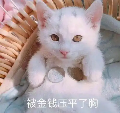 指南苏艺游玩全攻略半月集
