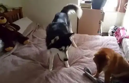 哈士奇大战柴犬,二哈居然这样玩,一口没忍住喷饭了
