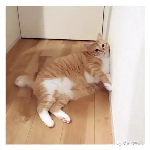 专门分享禁忌猫片的网红ins整个画风简直沙雕到中毒
