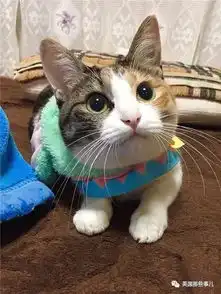 认怂表情包可爱猫可爱