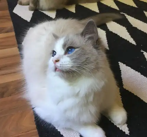 喵星人那些事情,猫咪能否识别出不同的人脸呢
