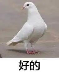 我一定参加鸽子表情包鸽子表情包我一定来下载乐游网游戏下载
