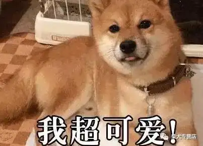 柴犬真的全身都是萌点啊,太可爱了吧
