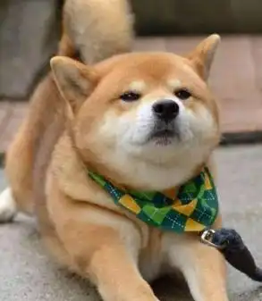 狗狗为什么总对着自己叫,是想要表达什么呢
