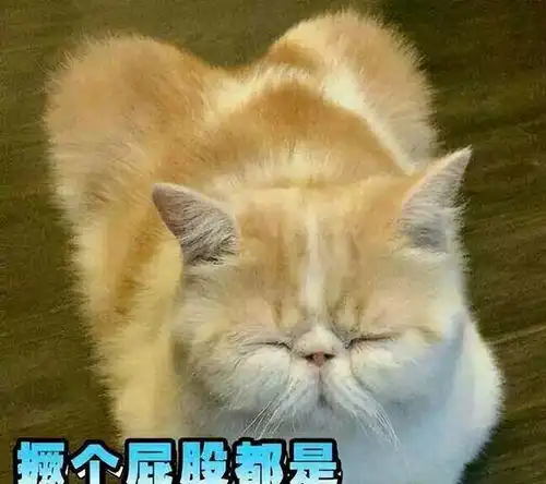 猫咪这些坏习惯,竟是聪明的表现,别再责怪它了
