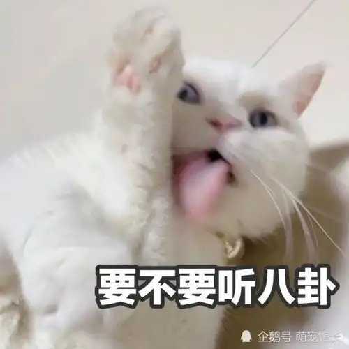 沙雕猫咪表情包猫咪
