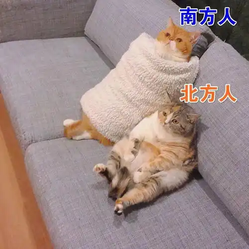 毛孩子过冬的那些琐碎问题,今天我们帮你一次性答清了
