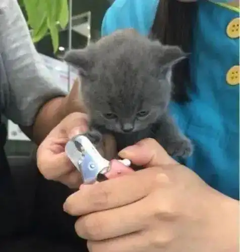 主人给蓝猫剪指甲,一看蓝猫表情立马笑喷,不去演戏真是太可惜了
