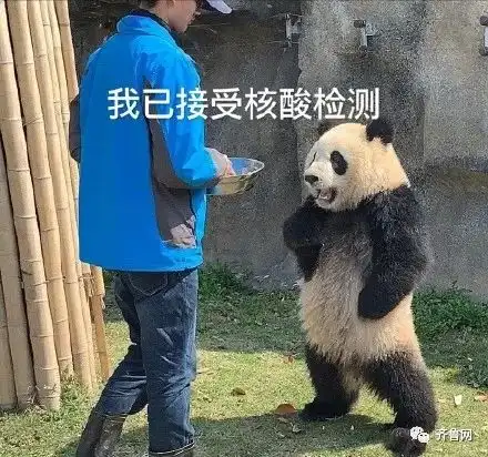 放心卖萌成都大熊猫已全部接受核酸检测全是阴性
