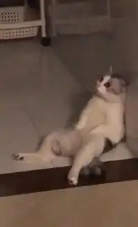 猫咪做完绝育后表现反常,主人半夜不放心,打开灯后看到这画面
