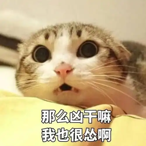 猫咪认错的4种表现主子都做到这个份上了,就原谅它吧
