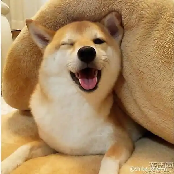 真的是别人家的狗啊阳光治愈系表情包柴犬charmy
