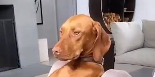表情绝了乐福爱犬这是被迫在乐福女友肚子上做瑜伽
