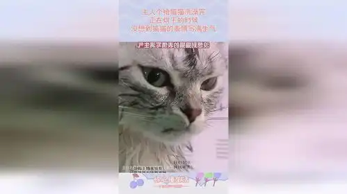 主人个给猫猫洗澡完,正在烘干的时候,没想到猫猫的表情写满生气
