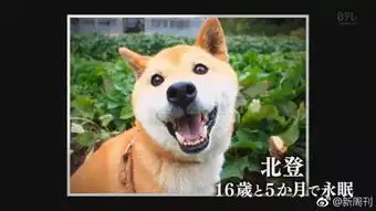 它的表情已成过去这只著名的表情包柴犬去世了
