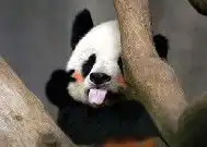 qq表情搞笑qq表情动物图片熊猫摆pose
