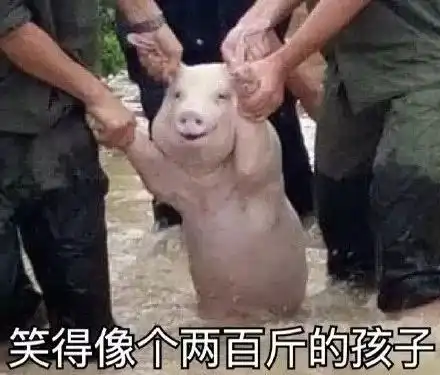 2017年度表情包大赏小猪佩奇,笑着活下去,边缘试探.你最爱哪一个

