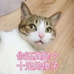 可爱小猫咪卖萌头像微信头像图片大全

