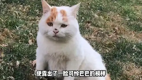 流浪猫靠委屈表情逆袭喵生,被主人宠上天,还活成了猫界天花板
