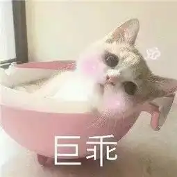 最近很火的猫咪表情包

