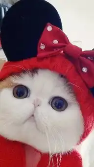 盘点那些年,我们一起看过那些可爱宠物的头
