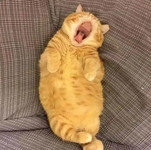 看到这只靠睡觉走红的橘猫,原谅我笑出了猪声

