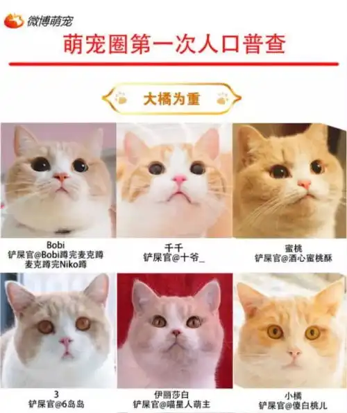 猫爪杯遭疯抢,噬元兽主宰人类让我们谈谈猫咪经济学
