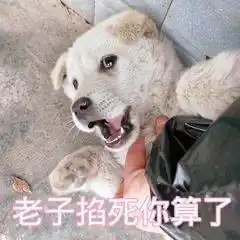 表情包我和直男男友的聊天日常,气的我当场去世
