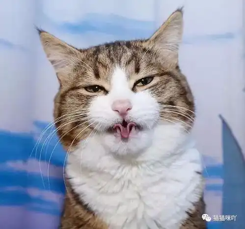 这只猫咪身体残疾,却活成了表情包
