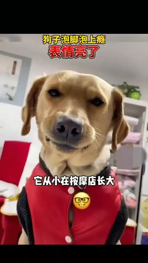 上海,按摩店长大的狗狗泡脚上瘾,狗子表情亮了
