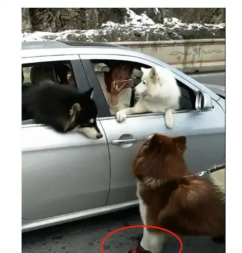 三傻会集,大傻不乐意了,阿拉斯加犬凭啥它们坐车,我走路狗狗
