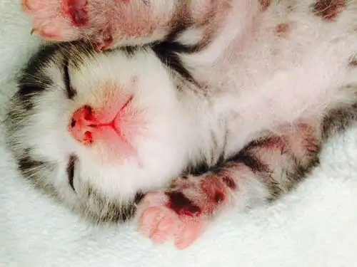 豆主家的猫生了一波萌娃...
