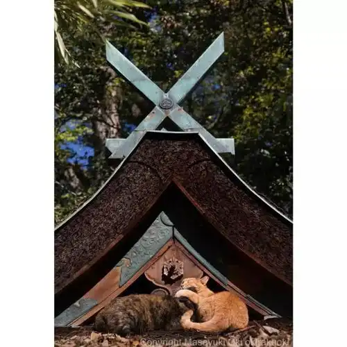 猫事打滚撒娇伸懒腰,这个摄影师拍街猫每张都能做成表情包
