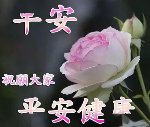 漂亮的鲜花早上好表情包,最美的鲜花送给你,愿你事事都如意
