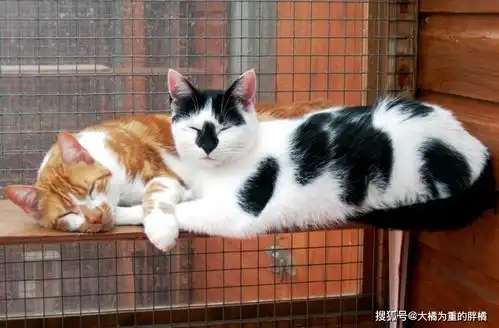 这5件事本是无心之举,却容易给猫咪造成心理阴影,你做过没
