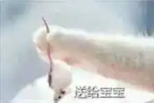 七夕终极必杀虐狗大法,你get到了吗
