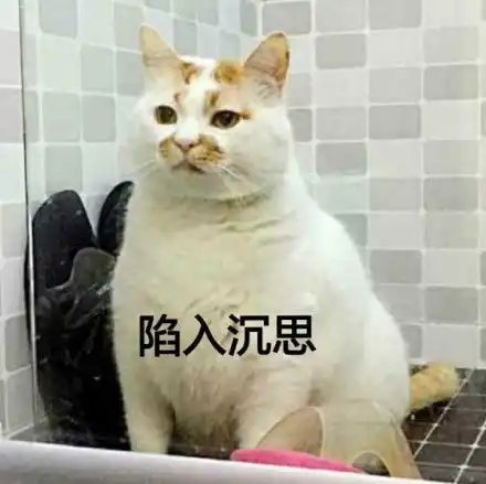 我家的猫,靠空调续命
