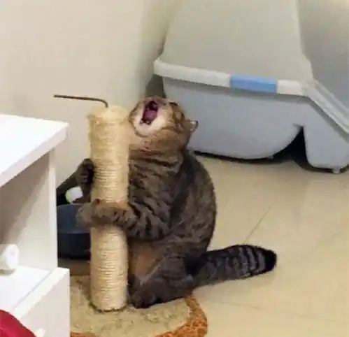 6只表情超有戏的爆笑猫咪,看照片就仿佛听到了惨叫声
